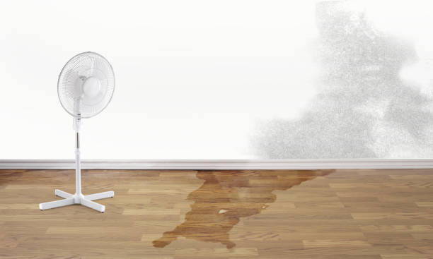 Best Professional water damage repair  in Jefferson, LA