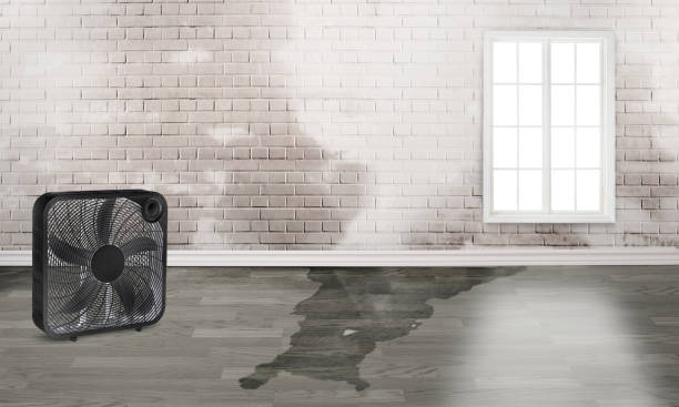 Best Water damage contractors near me  in Jefferson, LA
